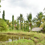 田んぼビューでシロダーラ！ウブド アウトドアー スパ