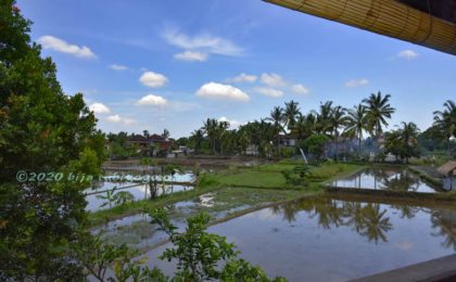 【ウブド•ヨガ•ハウス】田んぼビューの只中でヨガ体験がおすすめ