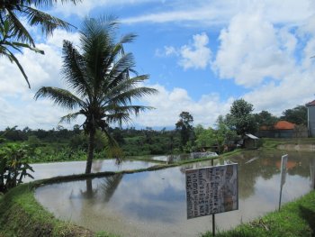 ウブド田んぼ散歩道 サリオーガニックへの行き方