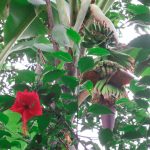 バナナの花を、初めて食べてみた