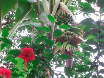 バナナの花を、初めて食べてみた