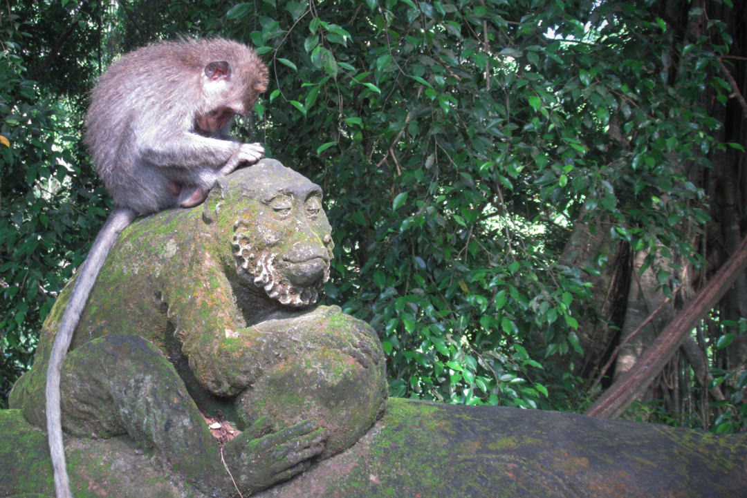 バリ島ウブド モンキー·フォレスト観光お役立ち情報＆お猿対策